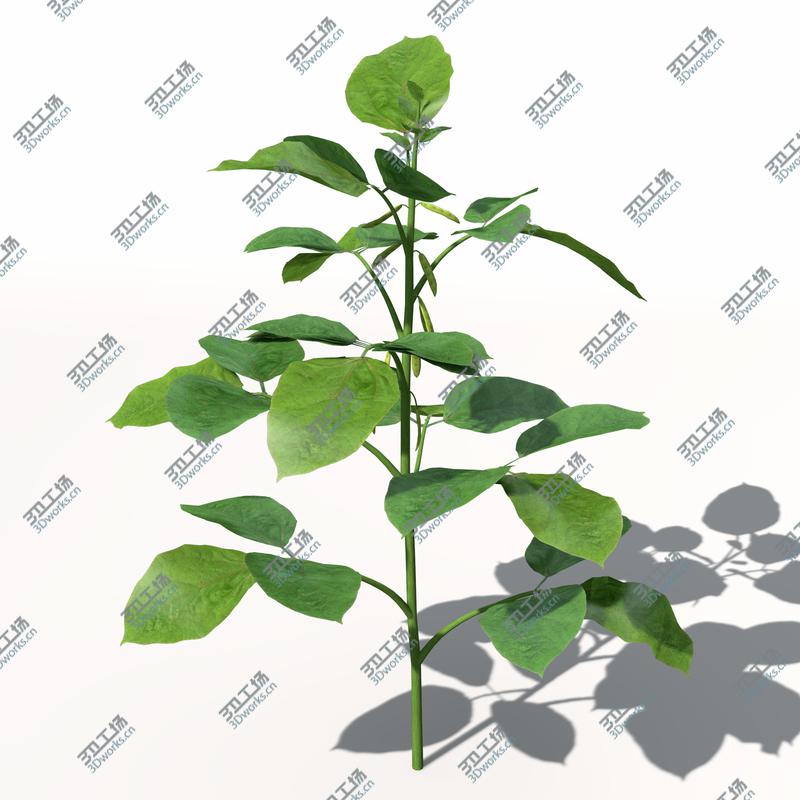 images/goods_img/2021040231/XfrogPlants Soybean/4.jpg